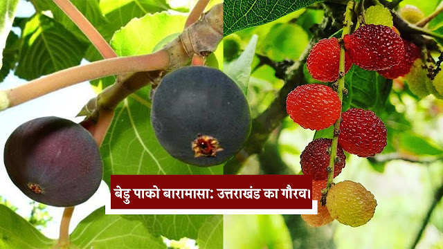 Bedu Pako Baramasa: Pride of Uttarakhand. Bedu Pako Baramasa: Pride of Uttarakhand.