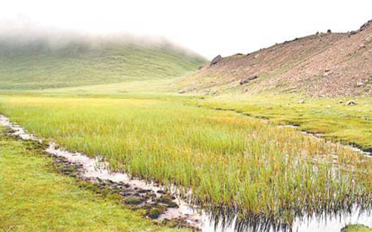 kuti village Rice Field