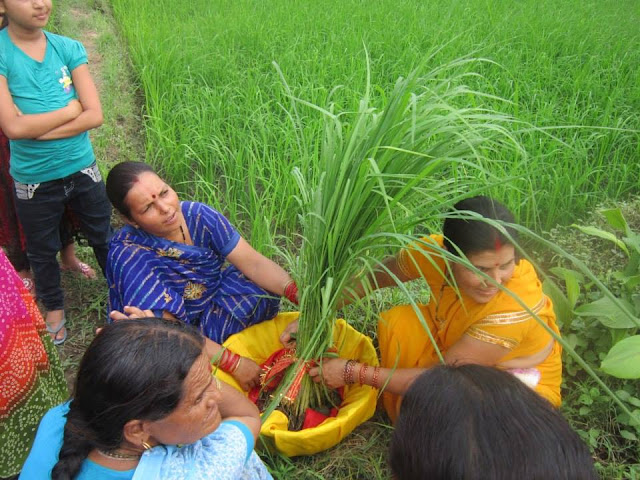 धान एवं सौं से गमरा (माता पार्वती) की आकृति बनाती महिलायें।